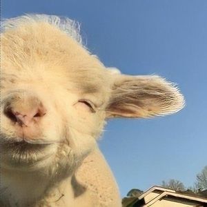 Meet your Posher, Wan